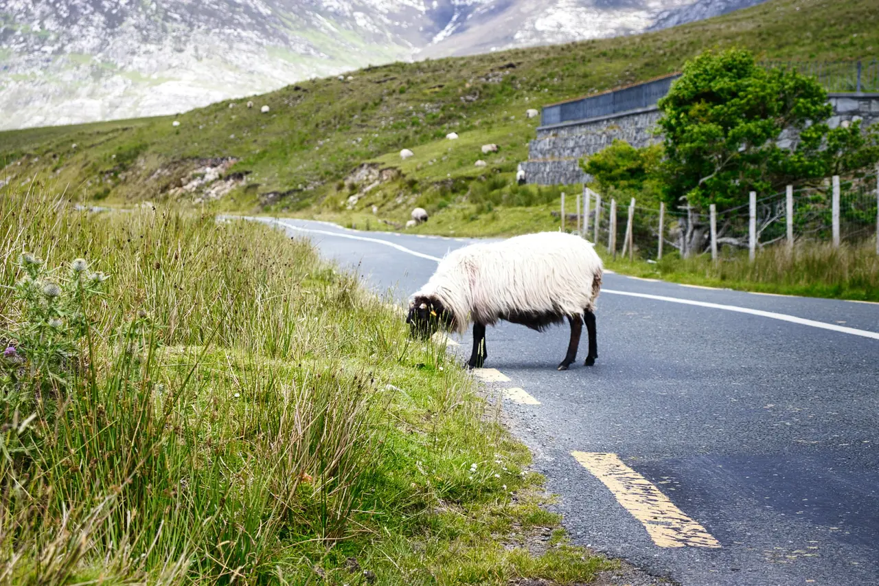 Una oveja en la cuneta de una carretera